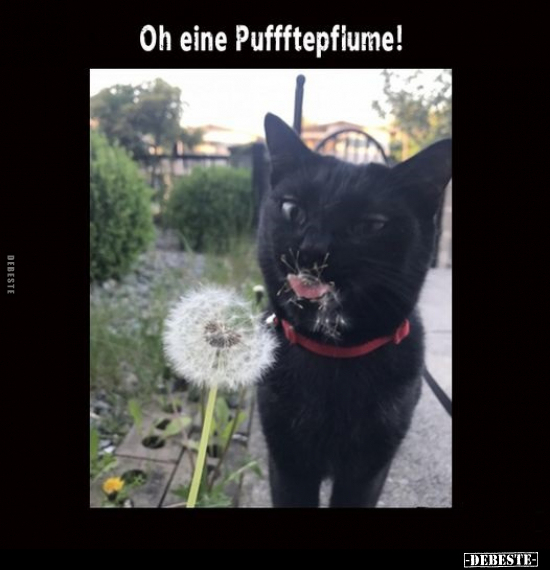 Oh eine Puffftepfiume!.. - Lustige Bilder | DEBESTE.de
