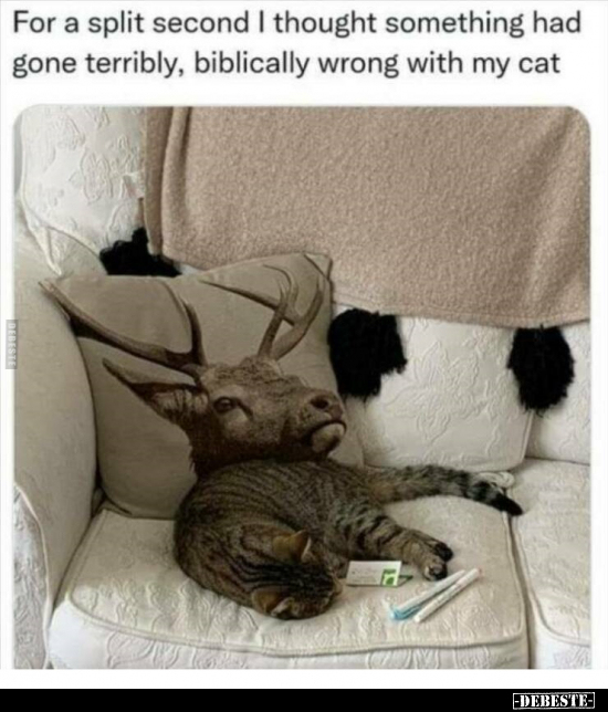 For a split second I thought something had gone terribly, biblically wrong with my cat