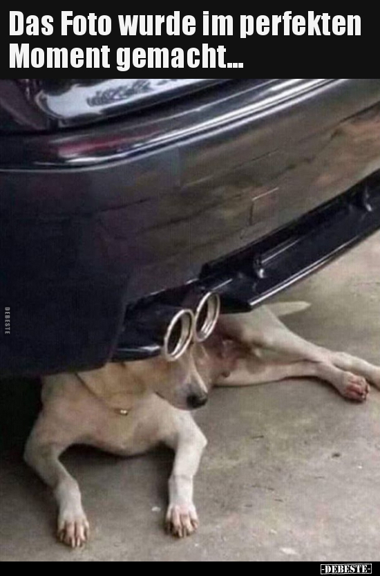 Das Foto wurde im perfekten Moment gemacht...