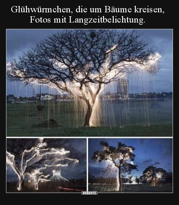 Glühwürmchen, die um Bäume kreisen, Fotos mit.. - Lustige Bilder | DEBESTE.de