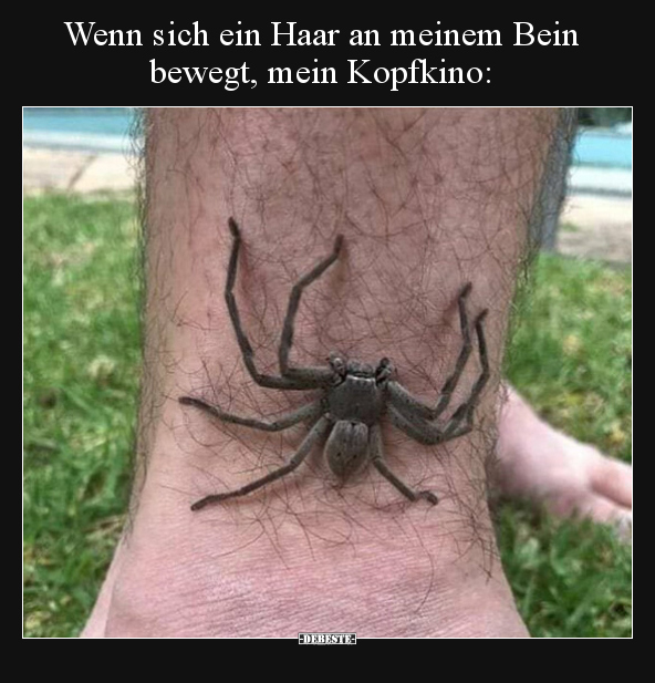 Wenn sich ein Haar an meinem Bein bewegt, mein.. - Lustige Bilder | DEBESTE.de
