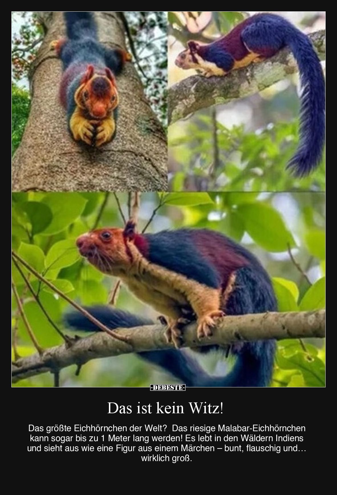 Das ist kein Witz!

Das größte Eichhörnchen der Welt? 
Das riesige Malabar-Eichhörnchen kann sogar bis zu 1 Meter lang wer...