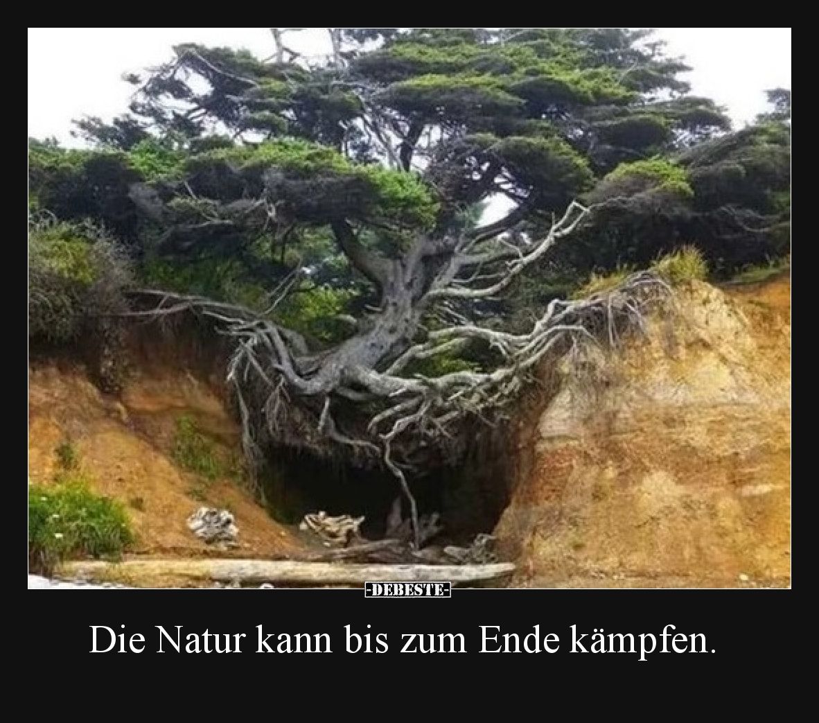 Die Natur kann bis zum Ende kämpfen.