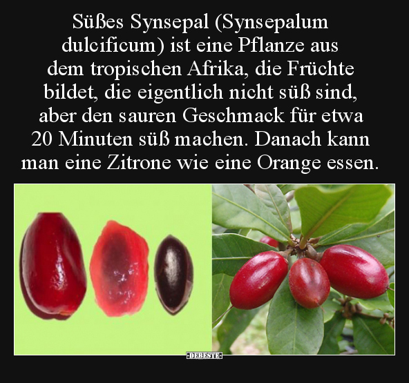 Süßes Synsepal (Synsepalum dulcificum) ist eine Pflanze.. - Lustige Bilder | DEBESTE.de
