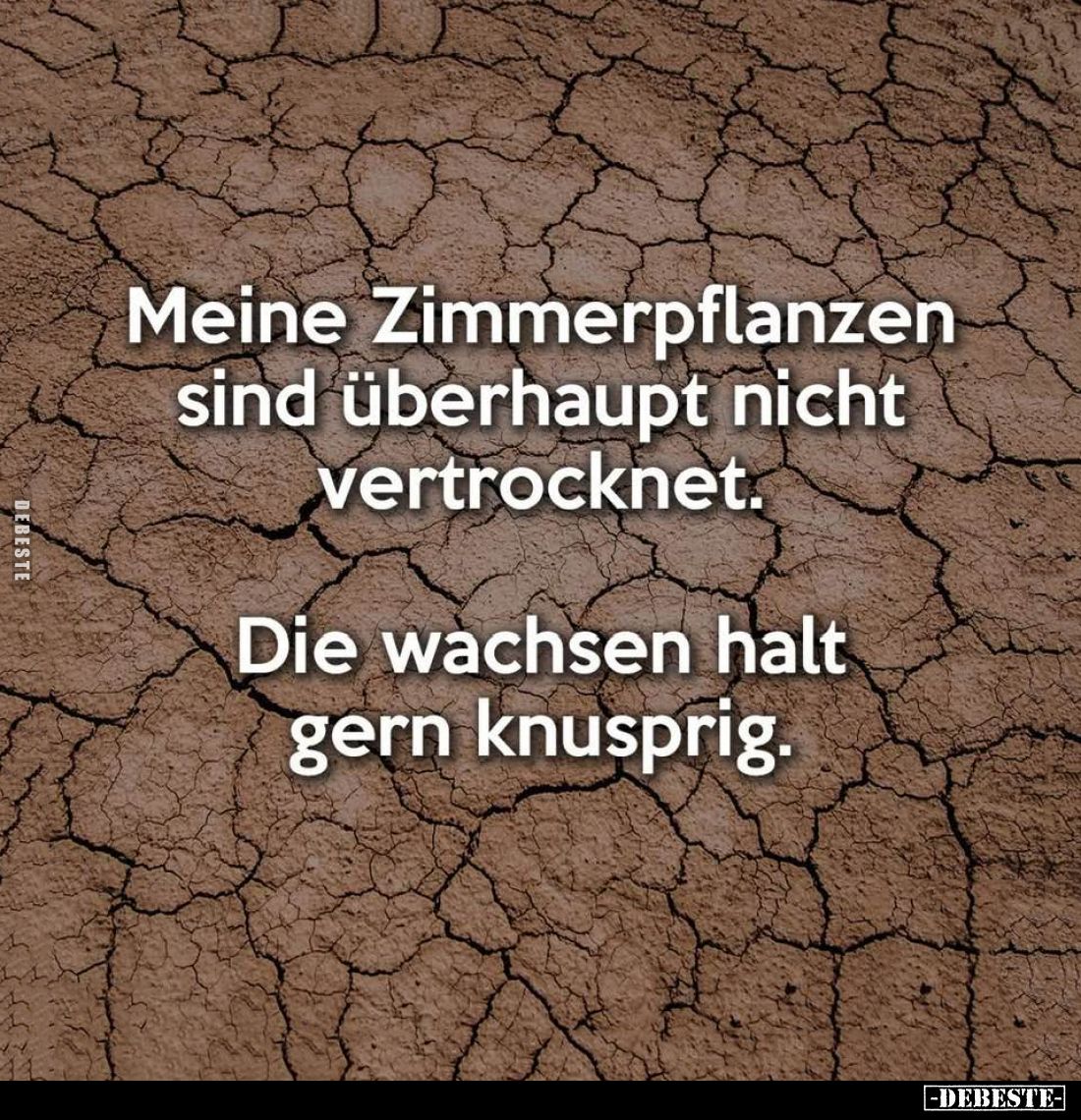Meine Zimmerpflanzen sind überhaupt nicht vertrocknet.
Die wachsen halt gern knusprig.