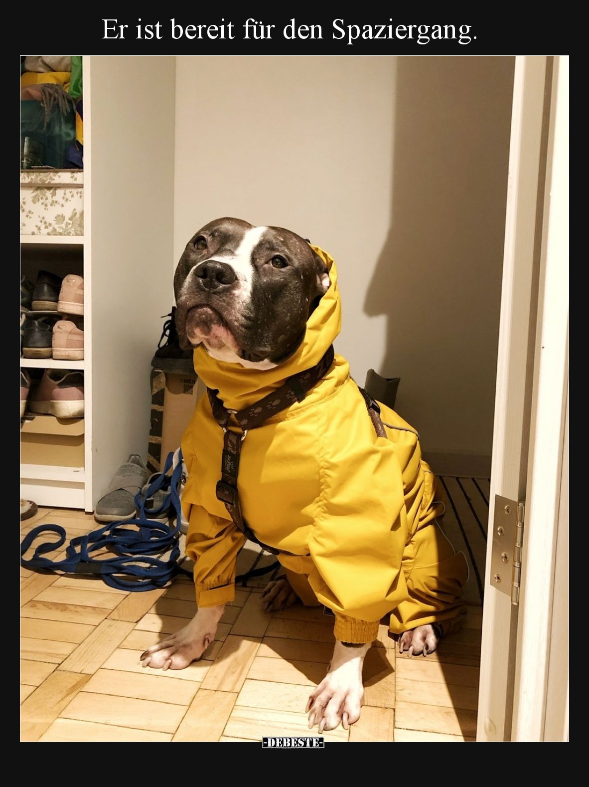 Er ist bereit für den Spaziergang... - Lustige Bilder | DEBESTE.de