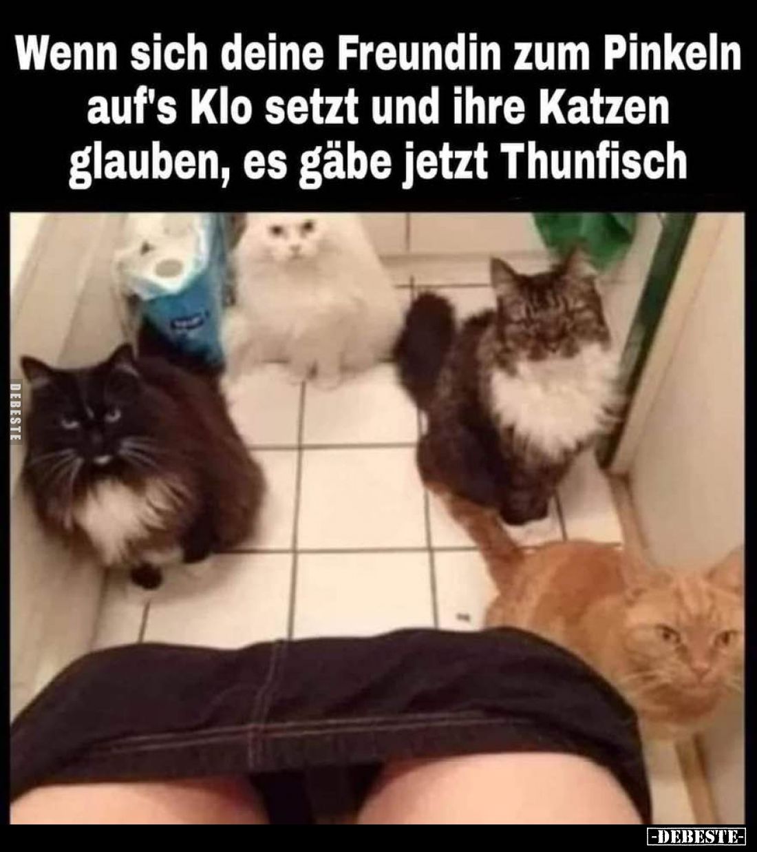 Wenn sich deine Freundin zum Pinkeln auf's Klo setzt und ihre Katzen glauben, es gäbe jetzt Thunfisch.