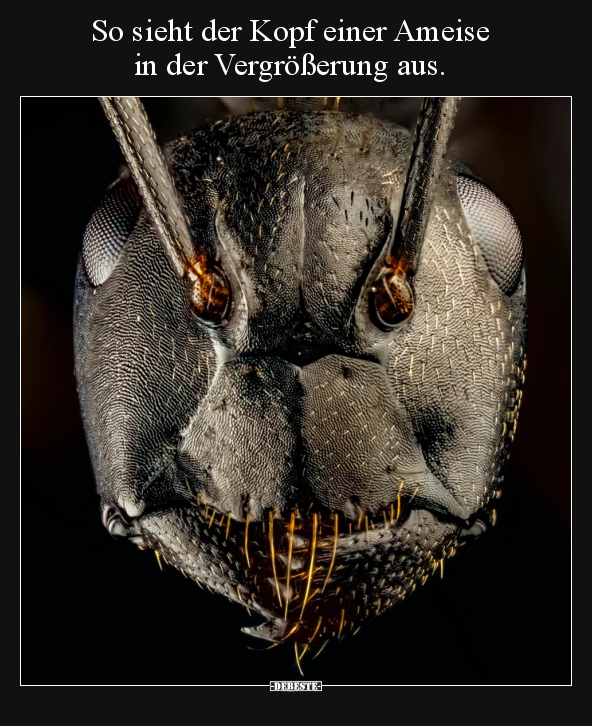So sieht der Kopf einer Ameise in der Vergrößerung.. - Lustige Bilder | DEBESTE.de