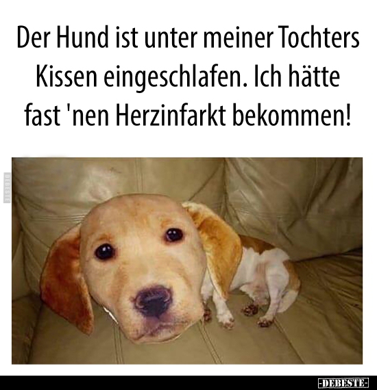 Der Hund ist unter meiner Tochters Kissen eingeschlafen.. - Lustige Bilder | DEBESTE.de