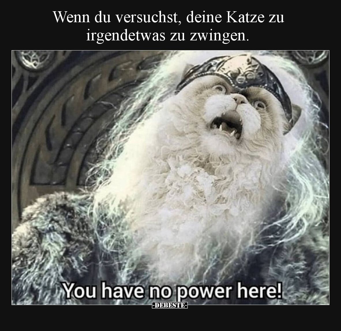 Wenn du versuchst, deine Katze zu irgendetwas zu.. - Lustige Bilder | DEBESTE.de