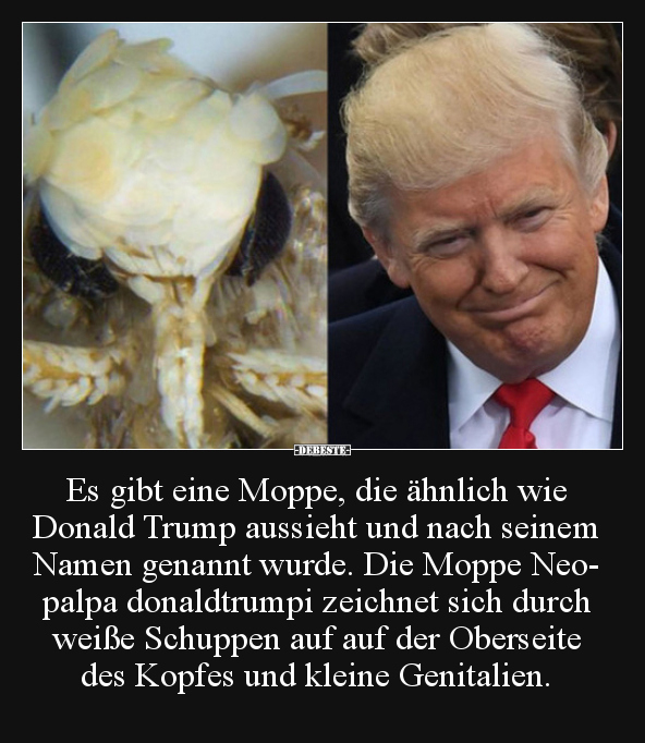Es gibt eine Moppe, die ähnlich wie Donald Trump aussieht.. - Lustige Bilder | DEBESTE.de