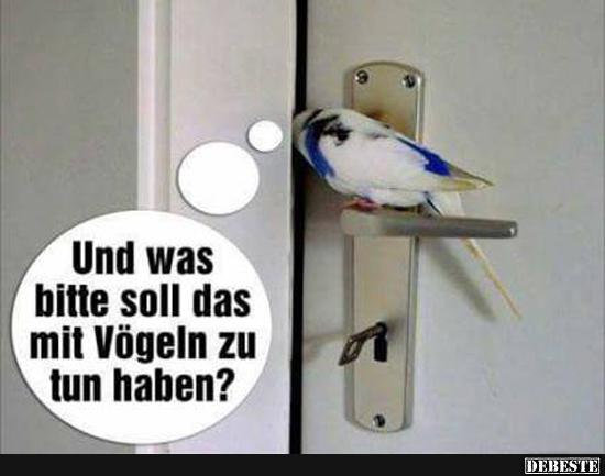Und was bitte soll das mit Vögeln zu tun haben? - Lustige Bilder | DEBESTE.de