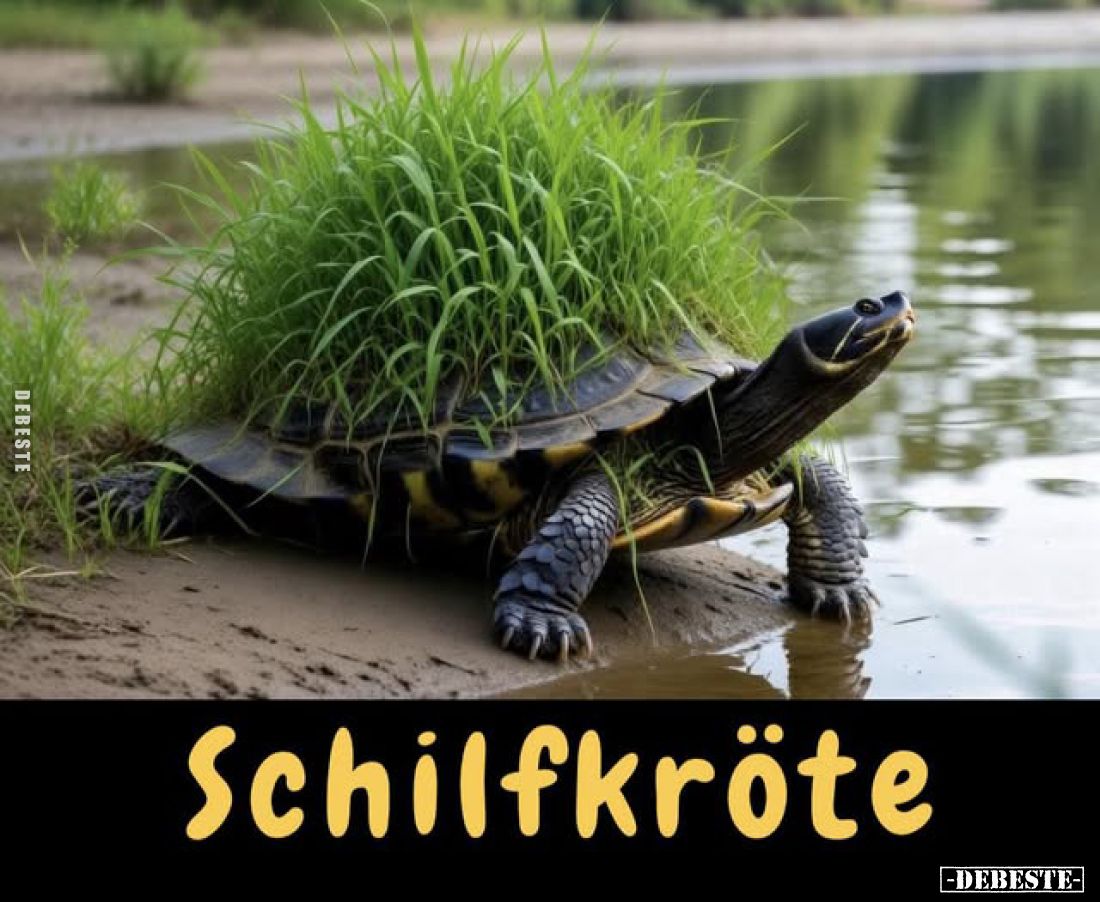 Schilfkröte... - Lustige Bilder | DEBESTE.de