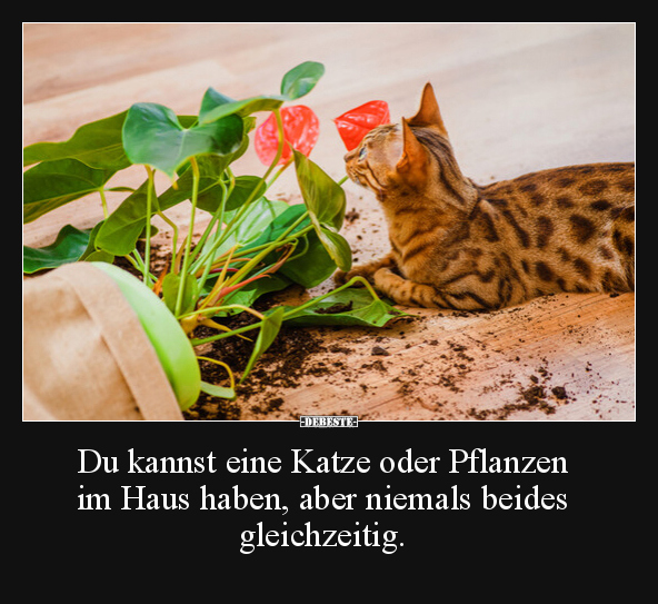 Du kannst eine Katze oder Pflanzen im Haus haben, aber.. - Lustige Bilder | DEBESTE.de