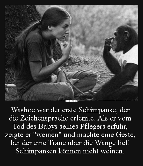 Washoe war der erste Schimpanse, der die Zeichensprache.. - Lustige Bilder | DEBESTE.de