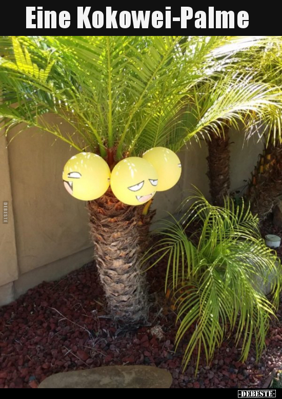 Eine Kokowei-Palme..