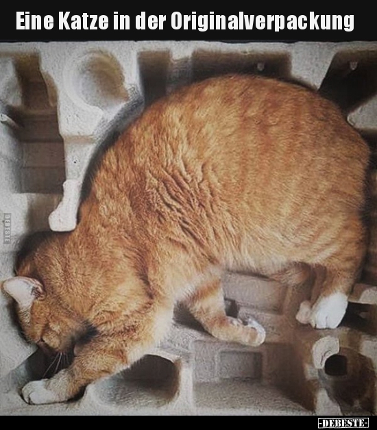 Eine Katze in der Originalverpackung..