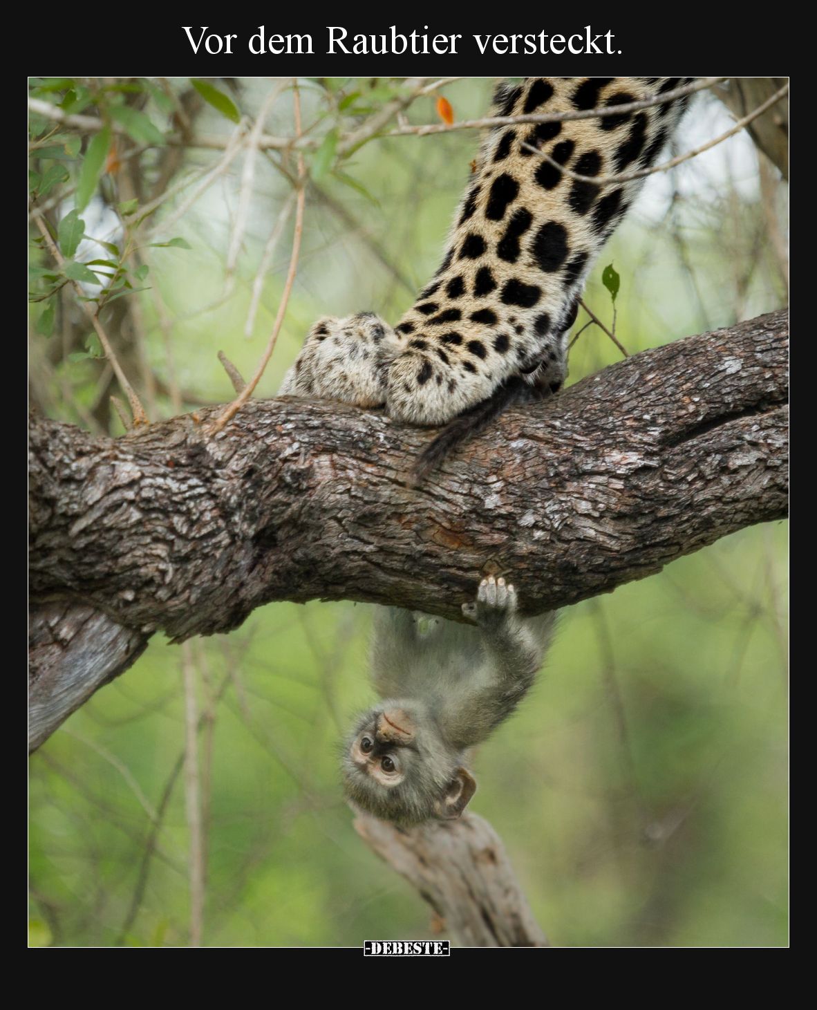 Vor dem Raubtier versteckt... - Lustige Bilder | DEBESTE.de