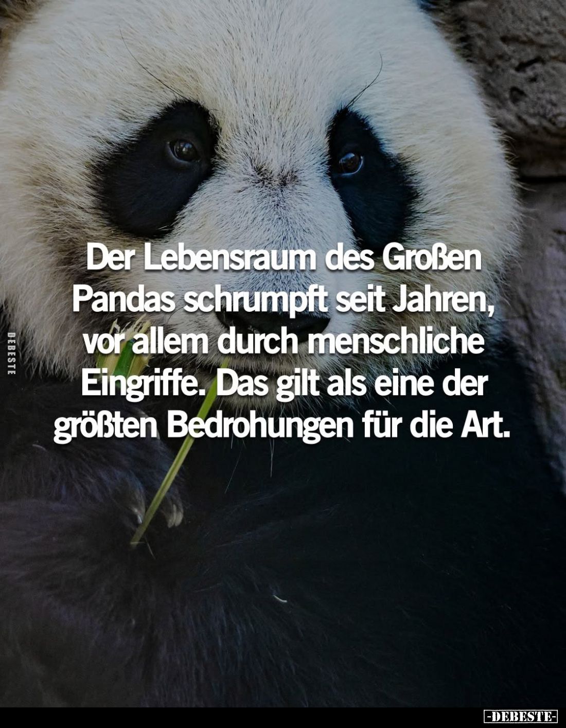 Der Lebensraum des Großen Pandas schrumpft seit Jahren, vor allem durch menschliche Eingriffe. Das gilt als eine der größten ...