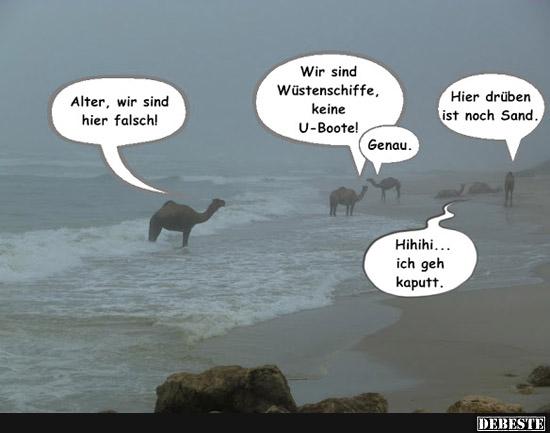 Kamele unter sich.. - Lustige Bilder | DEBESTE.de