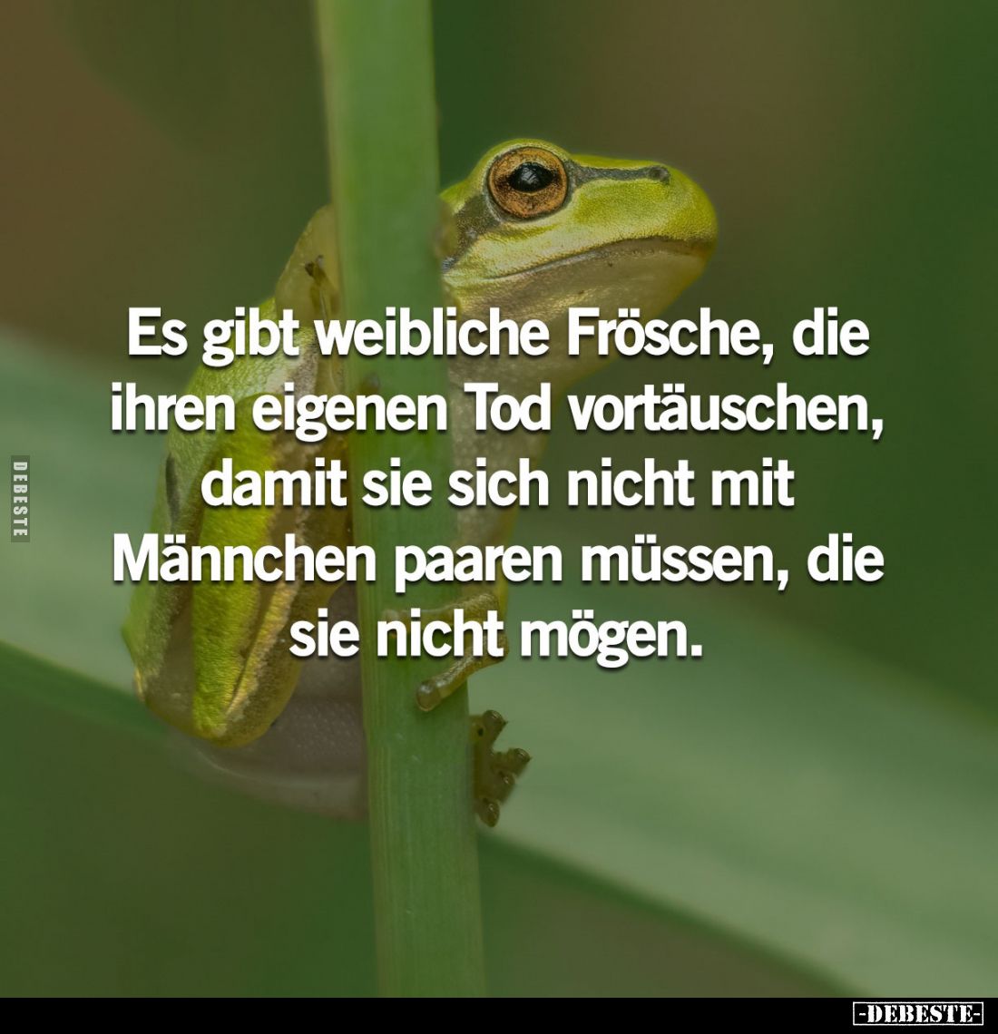 Es gibt weibliche Frösche, die ihren eigenen Tod vortäuschen, damit sie sich nicht mit Männchen paaren müssen, die sie nicht ...