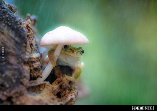  - Lustige Bilder | DEBESTE.de