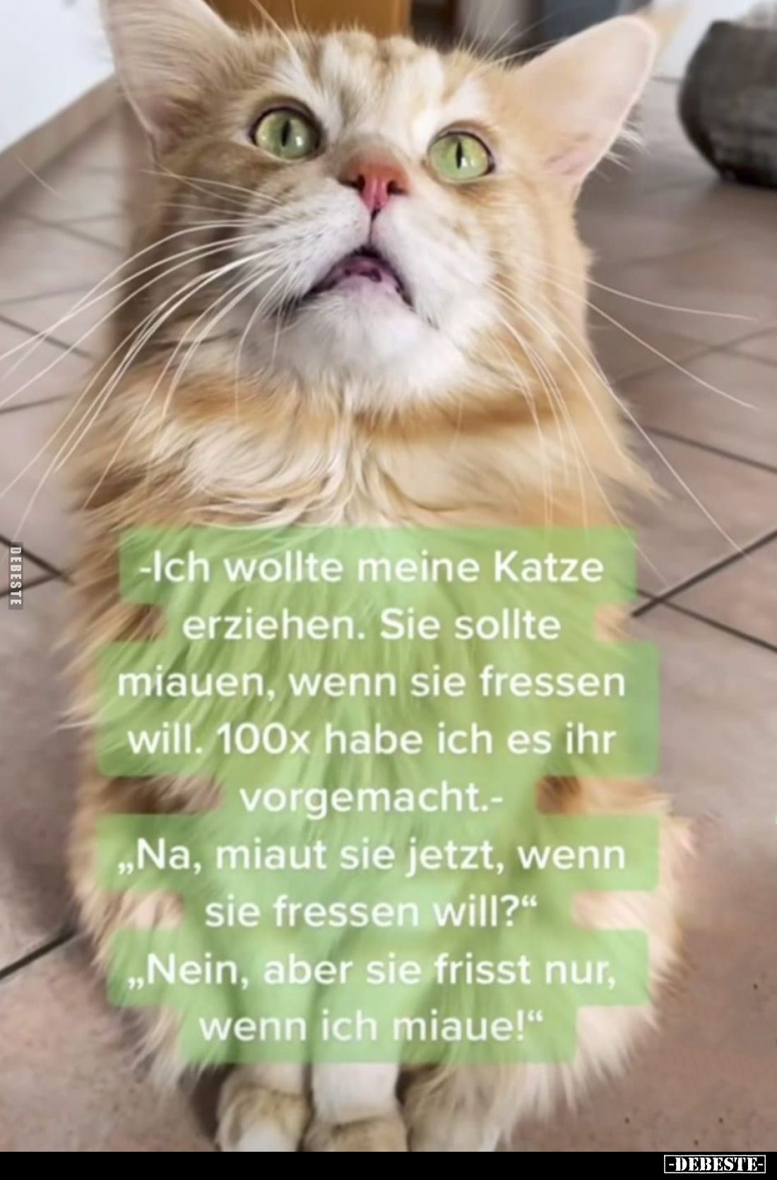 -Ich wollte meine Katze erziehen. Sie sollte miauen, wenn sie fressen will. 100x habe ich es ihr vorgemacht.-
„Na, miaut sie...