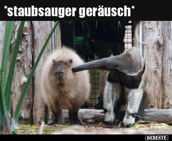 *staubsauger geräusch *.. - Lustige Bilder | DEBESTE.de