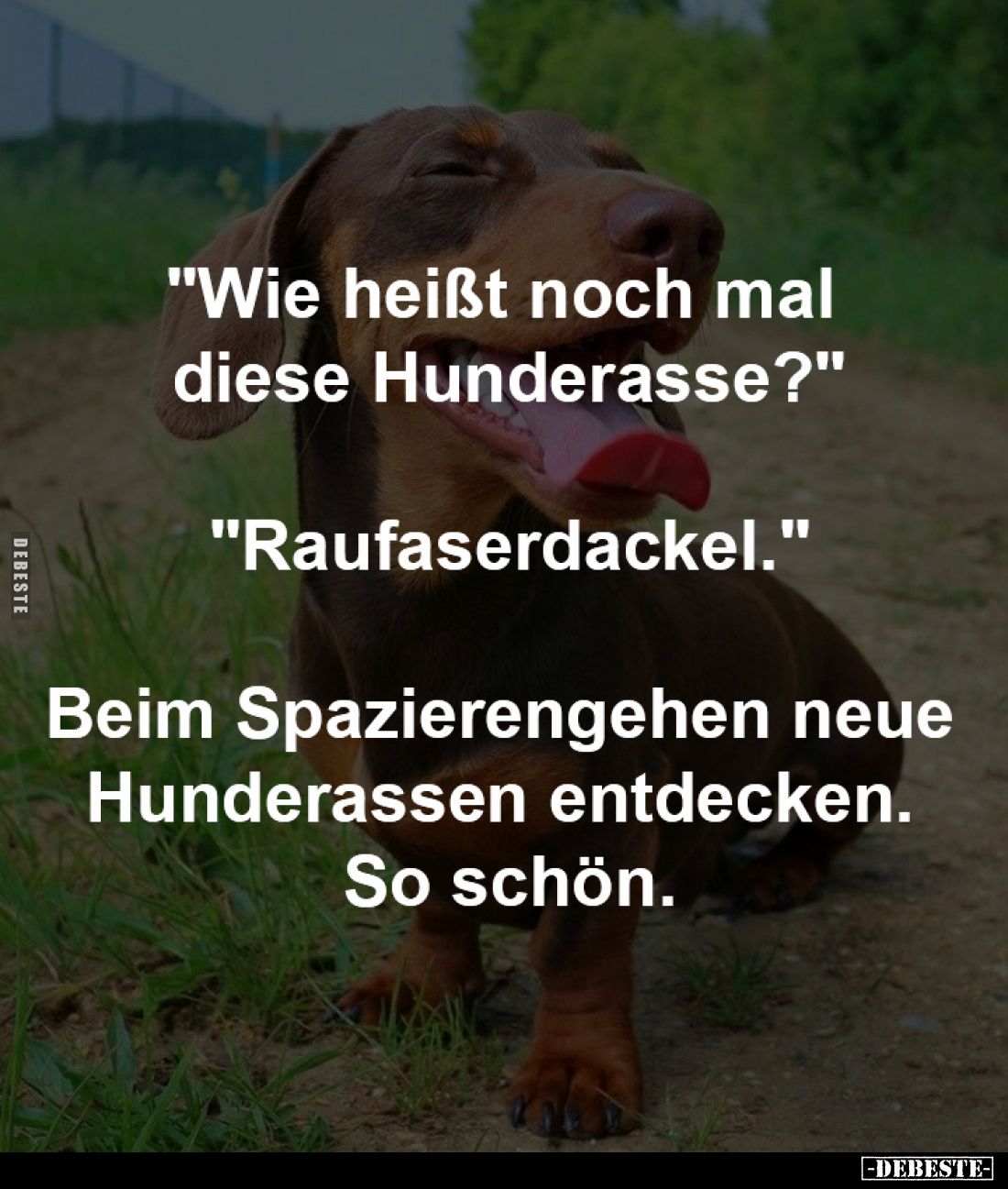 "Wie heißt noch mal
diese Hunderasse?"
-
"Raufaserdackel."
-
Beim Spazierengehen neue
Hunderassen...