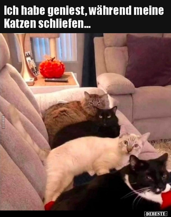 Ich habe geniest, während meine Katzen schliefen... - Lustige Bilder | DEBESTE.de