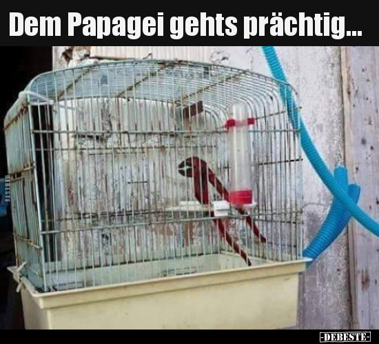 Dem Papagei gehts prächtig... - Lustige Bilder | DEBESTE.de