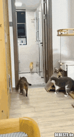  - Lustige Bilder | DEBESTE.de