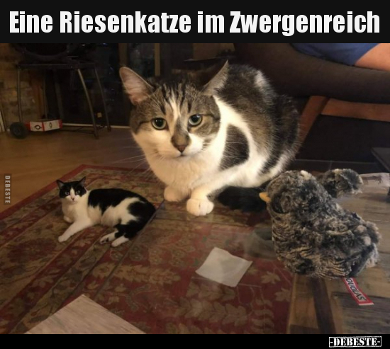 Eine Riesenkatze im Zwergenreich.. - Lustige Bilder | DEBESTE.de