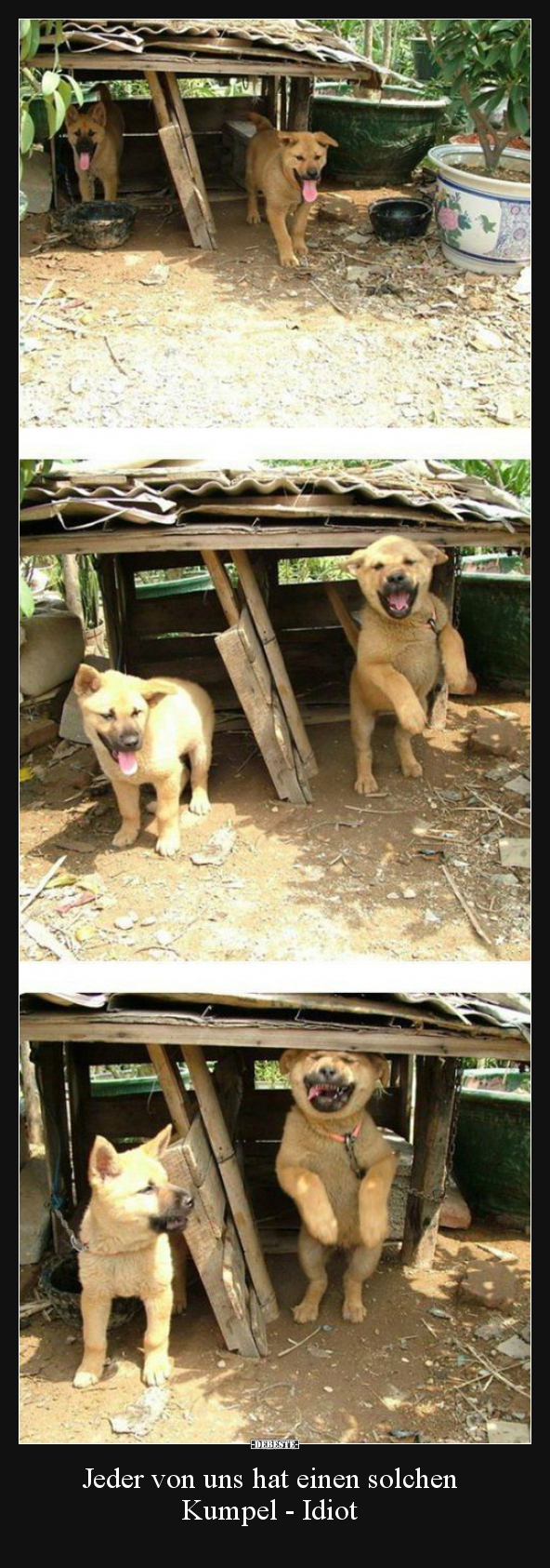 Jeder von uns hat einen solchen Kumpel - Idiot..