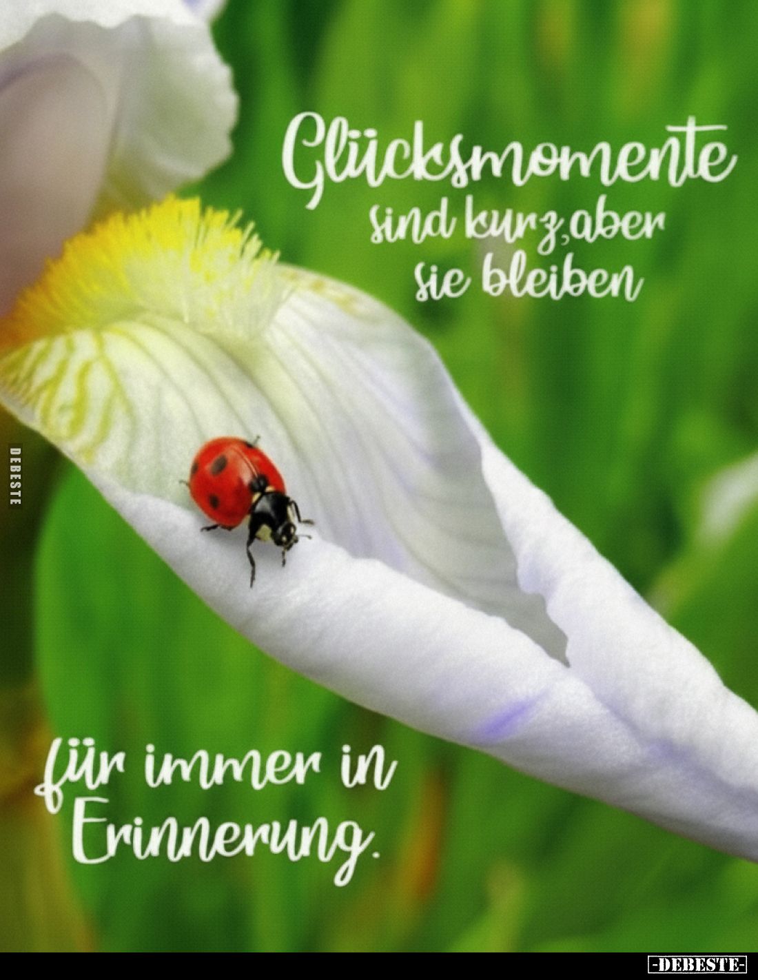 Glücksmomente Sind kurz aber Sie bleiben
für immer in Erinnerung.