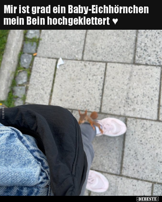 Mir ist grad ein Baby-Eichhörnchen mein Bein hochgeklettert.. - Lustige Bilder | DEBESTE.de
