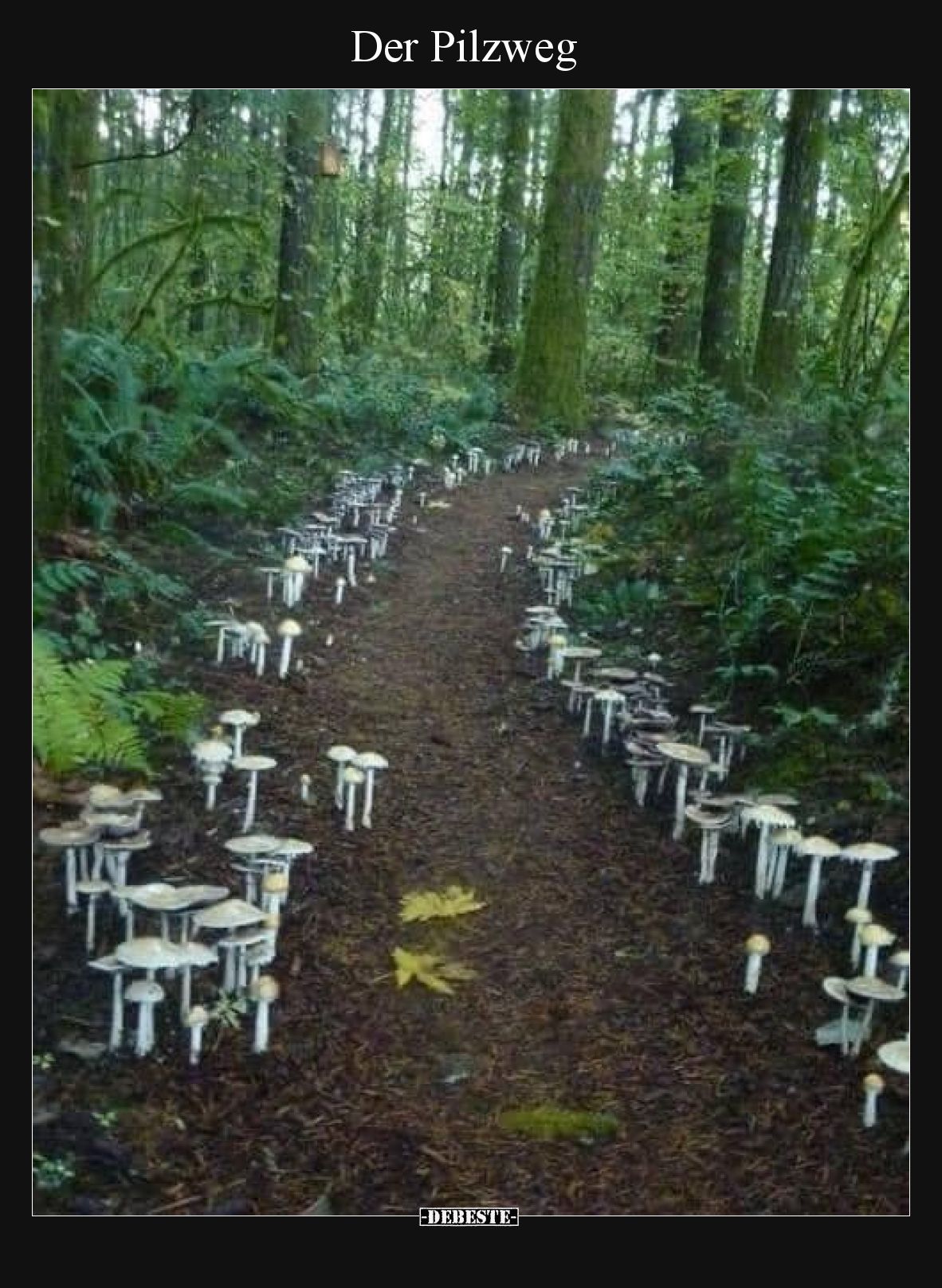 Der Pilzweg