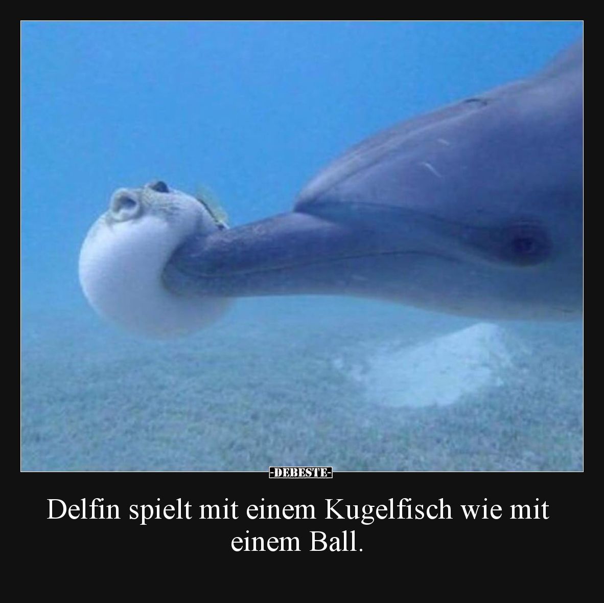 Delfin spielt mit einem Kugelfisch wie mit einem Ball.