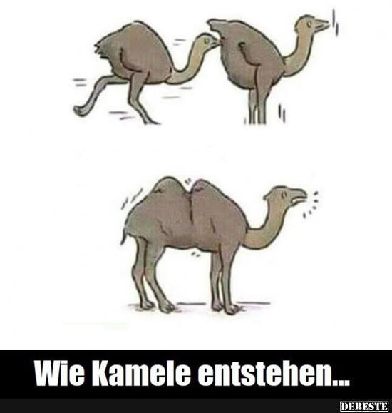 Wie Kamele entstehen.. - Lustige Bilder | DEBESTE.de