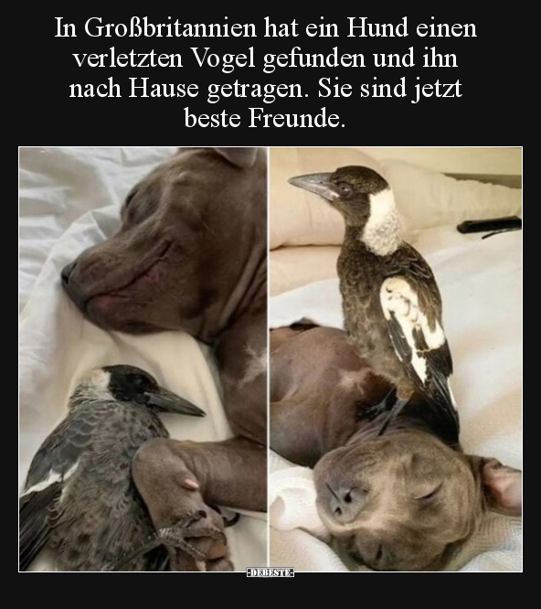 In Großbritannien hat ein Hund einen verletzten Vogel.. - Lustige Bilder | DEBESTE.de