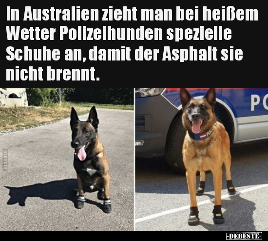 In Australien zieht man bei heißem Wetter Polizeihunden.. - Lustige Bilder | DEBESTE.de