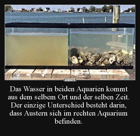 Das Wasser in beiden Aquarien kommt aus dem selbem Ort und.. - Lustige Bilder | DEBESTE.de