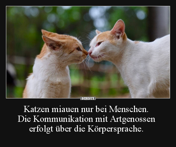 Katzen miauen nur bei Menschen. Die Kommunikation mit.. - Lustige Bilder | DEBESTE.de