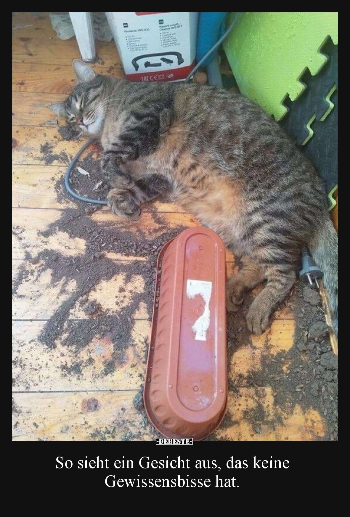 So sieht ein Gesicht aus, das keine Gewissensbisse hat... - Lustige Bilder | DEBESTE.de