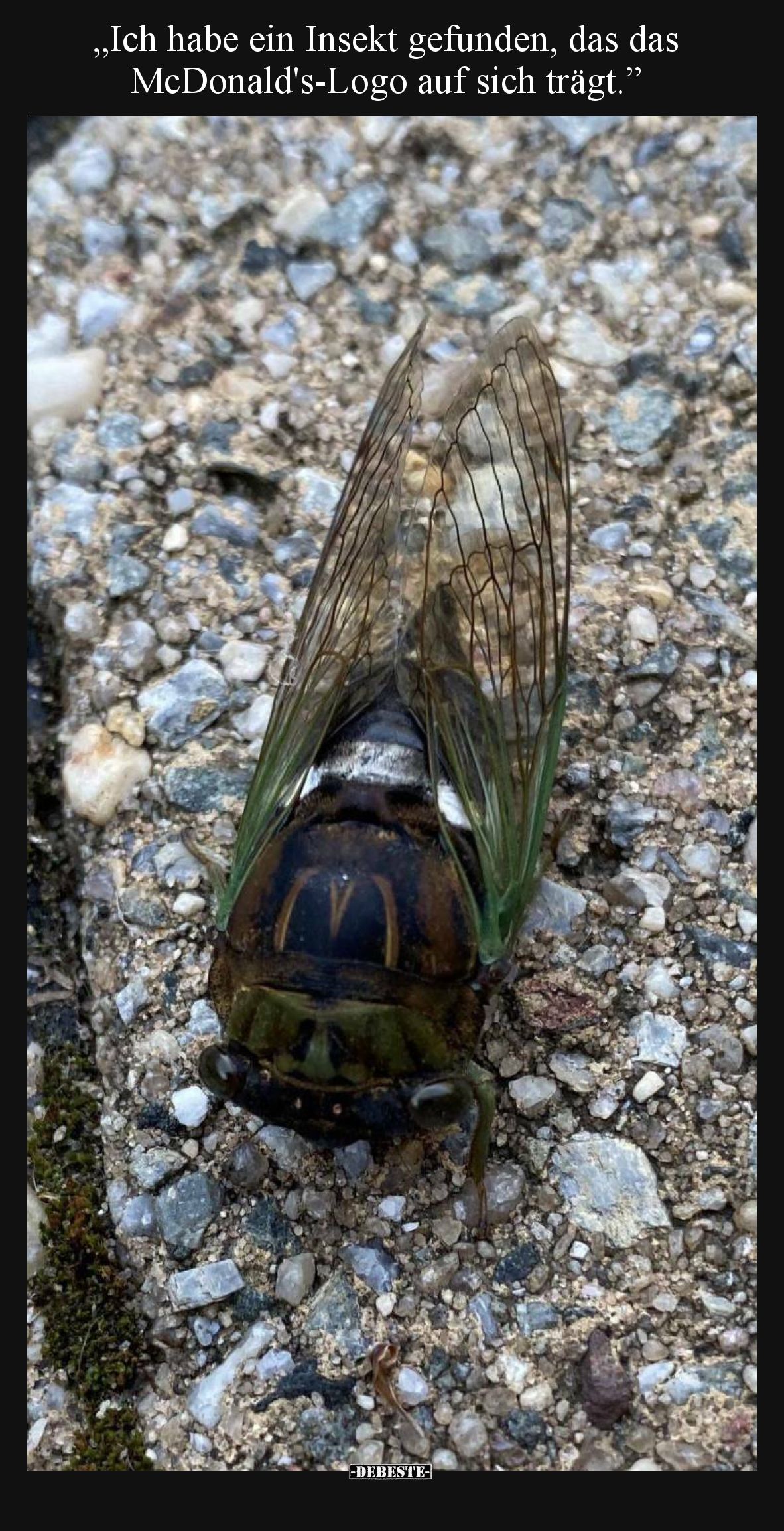 „Ich habe ein Insekt gefunden, das das McDonald's-Logo auf sich trägt.”