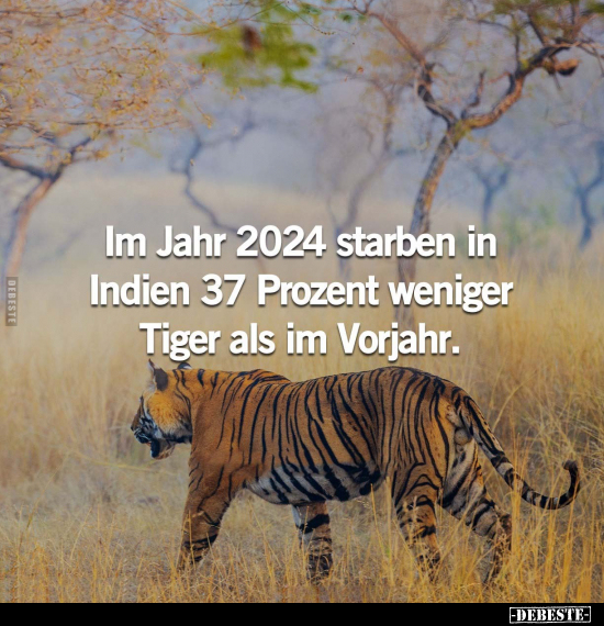 Im Jahr 2024 starben in Indien 37 Prozent weniger Tiger als.. - Lustige Bilder | DEBESTE.de