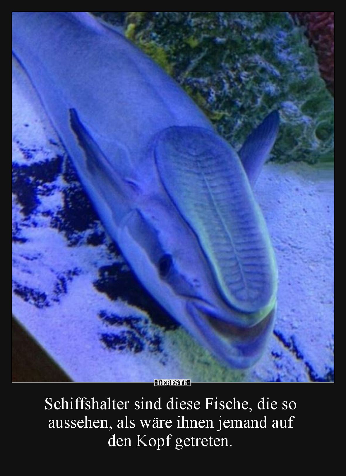 Schiffshalter sind diese Fische, die so aussehen, als wäre ihnen jemand auf den Kopf getreten.