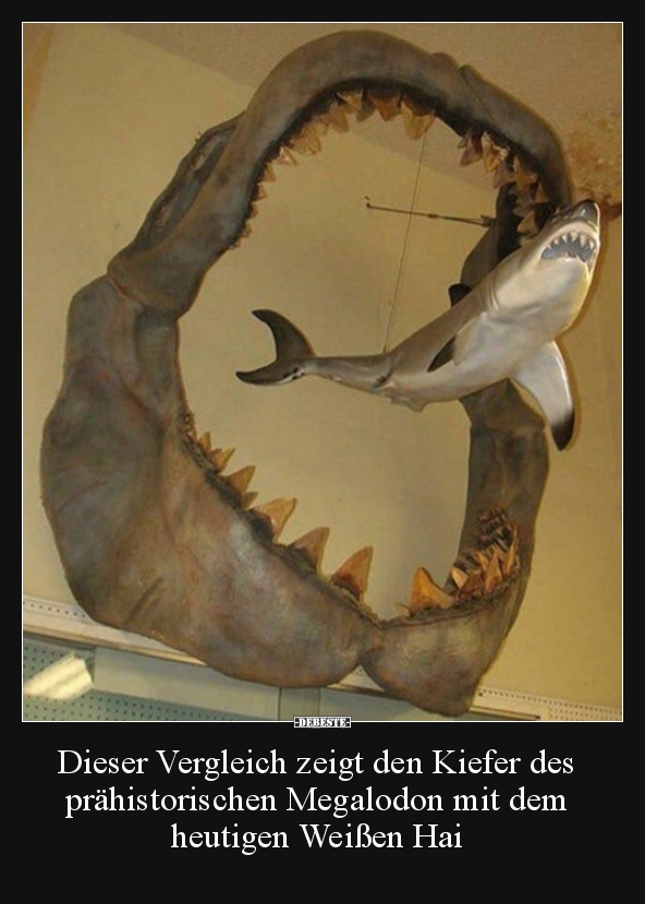 Dieser Vergleich zeigt den Kiefer des prähistorischen.. - Lustige Bilder | DEBESTE.de
