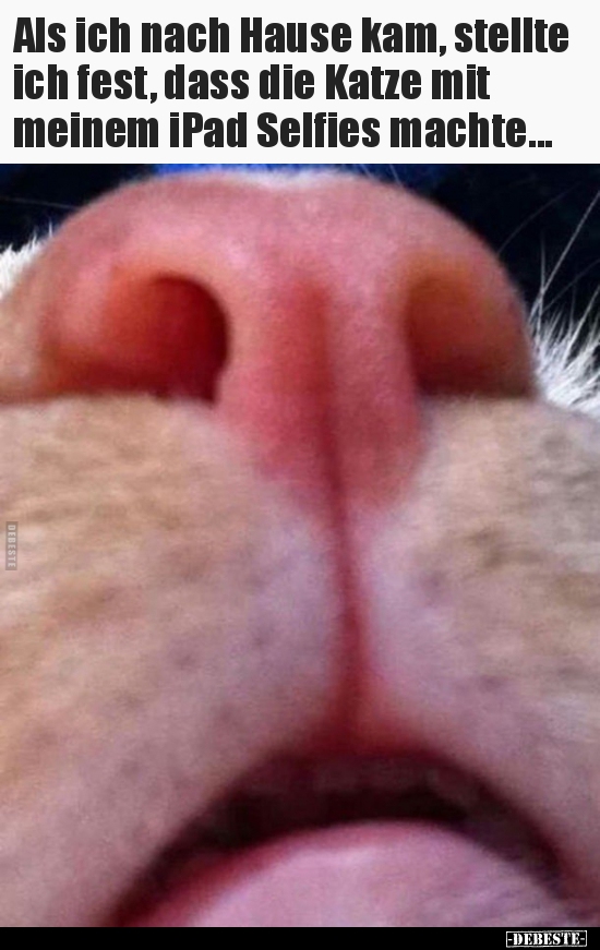 Als ich nach Hause kam, stellte ich fest, dass die Katze..