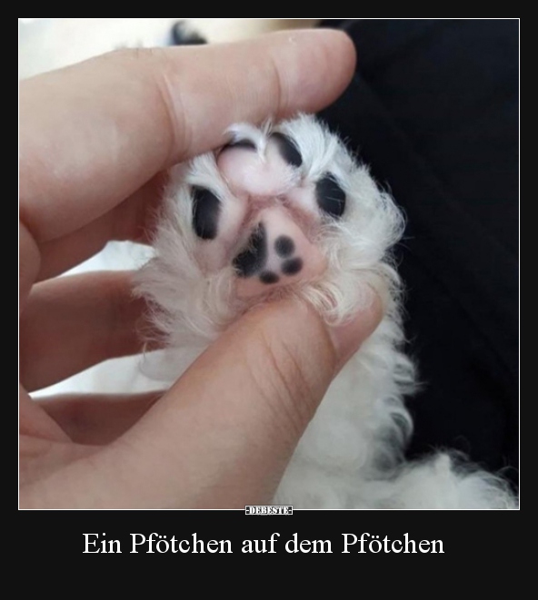 Ein Pfötchen auf dem Pfötchen..